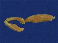 黃唇青斑海蛇藏品圖，第17張
